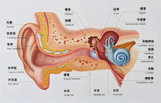 听世界的声音从呵护耳朵做起龙8国际唯一全国爱耳日︱聆(图2)